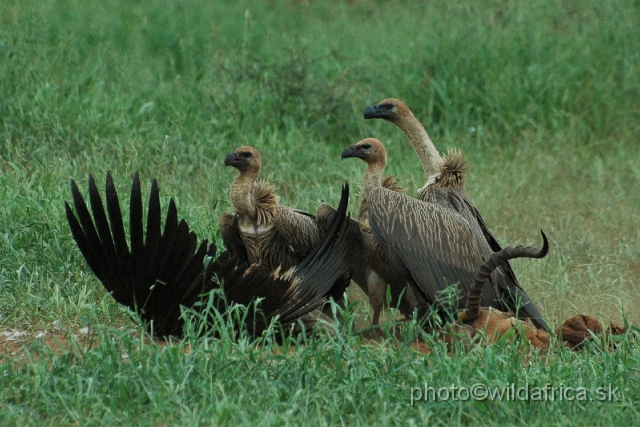 puku rsa 091.jpg - African White-backed Vulture (Gyps africanus)